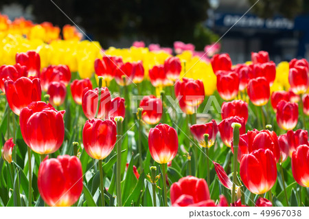 Tulip at Yokohama Park 49967038