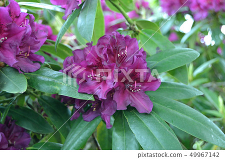 Flowers in the city park under summer 49967142