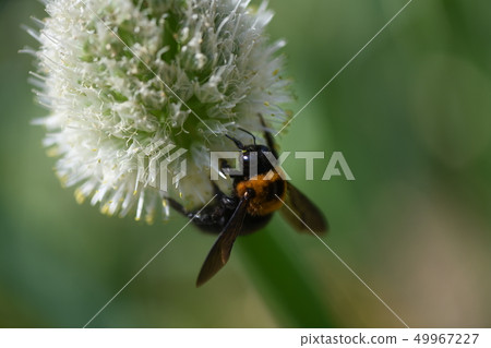 Bee and Weifang Bee and Weifang 49967227