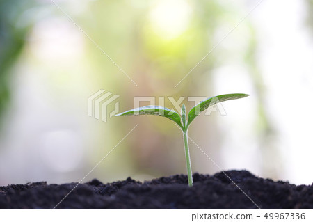 Young green sapling plant growing Young green sapling plant growing 49967336