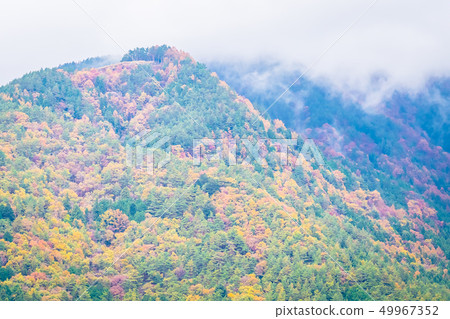 Beautiful landscape a lot of tree with colorful leaf around the mountain 49967352
