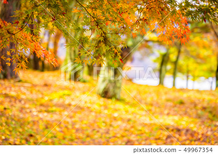 Beautiful maple leaf tree in autumn season 49967354
