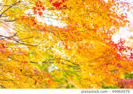 Beautiful maple leaf tree in autumn season Beautiful maple leaf tree in autumn season 49968876
