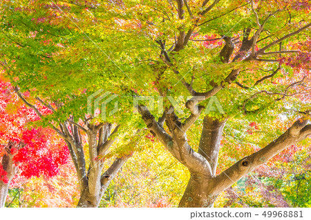 Beautiful red and green maple leaf on tree 49968881