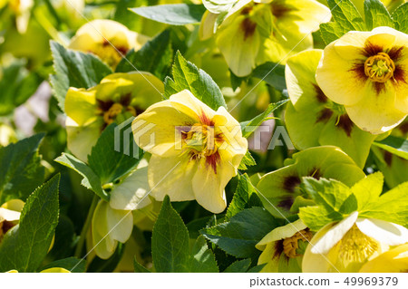 聖誕玫瑰（Kampougeaceae）木皮，木絲，木葉，船體，樹皮，木紋，花，芽，水果） 49969379