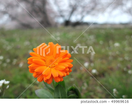 Cherry blossom landscape and orange flower Cherry blossom landscape and orange flower 49969616