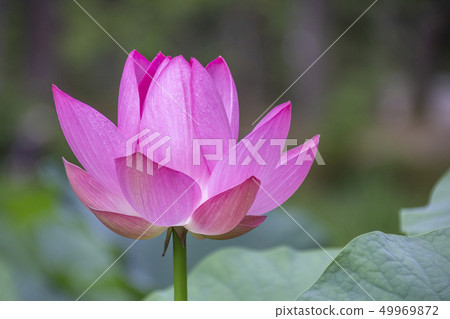 荷花四季不斷的荷花荷花 荷花四季不斷的荷花荷花 49969872