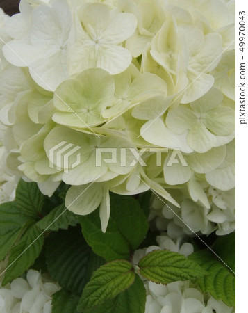 Oodemari Oodemari 49970043