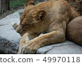 獅子，動物，動物園，獅子，午睡，懶惰，懶惰，放鬆，動物王 49970118