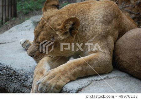 獅子,動物,動物園,獅子,午睡,懶惰,懶惰,放鬆,動物王 獅子,動物,動物園,獅子,午睡,懶惰,懶惰,放鬆,動物王 49970118