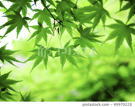 新鮮的青綠色楓樹 新鮮的青綠色楓樹 49970228