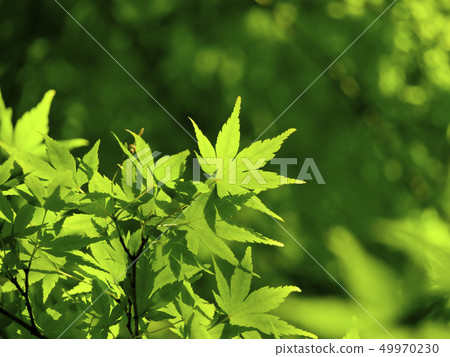 Fresh green blue maple Fresh green blue maple 49970230
