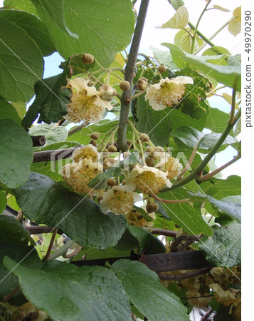 獼猴桃果實 49970290