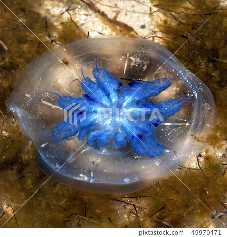 Flipped over jellyfishes (Rhizostoma) float in 49970471