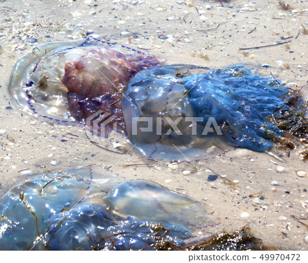 Dead jellyfish (Rhizostoma) washed ashore on sand Dead jellyfish (Rhizostoma) washed ashore on sand 49970472