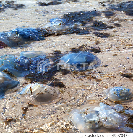 Dead jellyfish (Rhizostoma) washed ashore on sea Dead jellyfish (Rhizostoma) washed ashore on sea 49970474