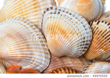 Shells of anadara at sun summer day 49970509