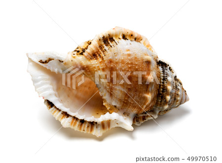 Shell of Tutufa bubo ( frog snail ) Shell of Tutufa bubo ( frog snail ) 49970510