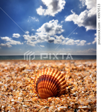 Seashell on sand beach Seashell on sand beach 49970513