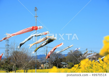 Koinobori and rape blossoms Koinobori and rape blossoms 49970514