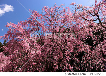 Pink fern cherry blossoms in full bloom in the spring blue sky (3) Pink fern cherry blossoms in full bloom in the spring blue sky (3) 49970546