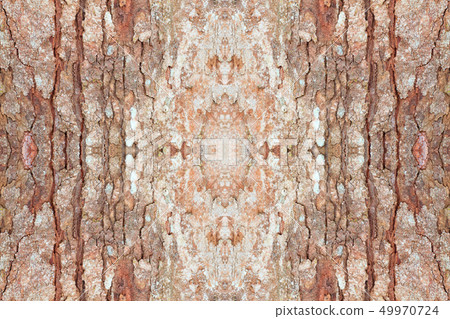 tree bark texture pattern. wood rind  49970724