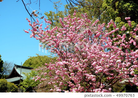 上野公園景觀 上野公園景觀 49970763