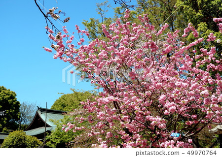 上野公園景觀 49970764
