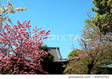 上野公園景觀 49970765