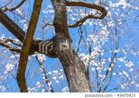 Fern cherry blossoms: branch cherry tree (Rose family) tree skin, tree skin, tree spine, hull, hull, bark, grain of wood, flower, bud, fruit) Fern cherry blossoms: branch cherry tree (Rose family) tree skin, tree skin, tree spine, hull, hull, bark, grain of wood, flower, bud, fruit) 49970925
