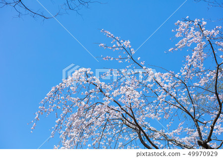 Fern cherry blossoms: branch cherry tree (Rose family) tree skin, tree skin, tree spine, hull, hull, bark, grain of wood, flower, bud, fruit) 49970929