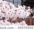 Cherry blossoms 49970950