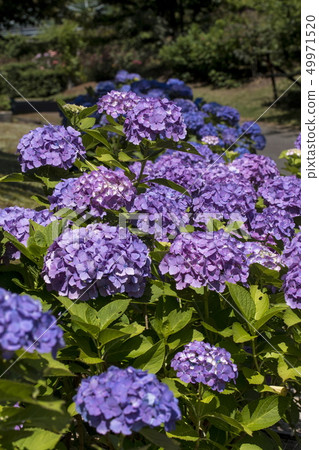 Hydrangea in the Flower Corridor 49971520