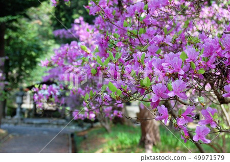 杜鵑花路徑2 49971579