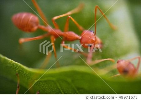 Ants macro on green leaves Ants macro on green leaves 49971673