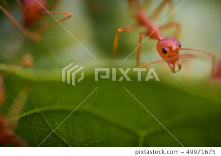Ants macro on green leaves Ants macro on green leaves 49971675