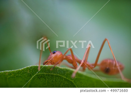 Ants macro on green leaves Ants macro on green leaves 49971680