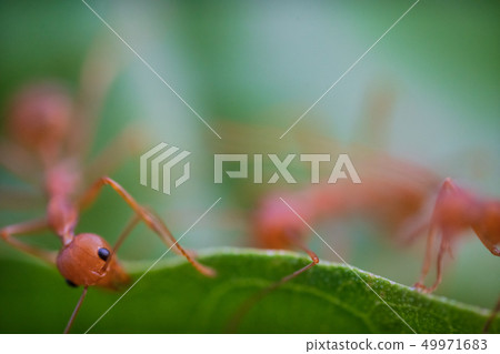 Ants macro on green leaves Ants macro on green leaves 49971683