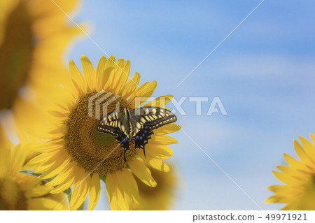 向日葵和蝴蝶 49971921