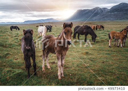 Icelandic horse in scenic nature of Iceland. Icelandic horse in scenic nature of Iceland. 49973410
