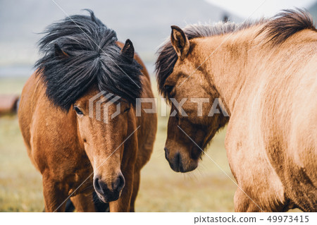 Icelandic horse in scenic nature of Iceland. Icelandic horse in scenic nature of Iceland. 49973415