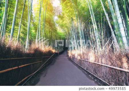 Arashiyama Bamboo Forest famous place Kyoto Japan Arashiyama Bamboo Forest famous place Kyoto Japan 49973585