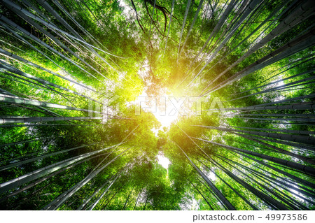 Arashiyama Bamboo Forest famous place Kyoto Japan Arashiyama Bamboo Forest famous place Kyoto Japan 49973586