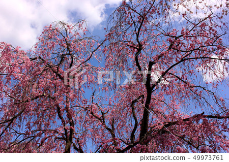 Pink spring red cherry blossoms of Nagaizumi-in (3) 49973761