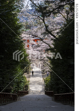 大崎八幡宮石階001 49973778