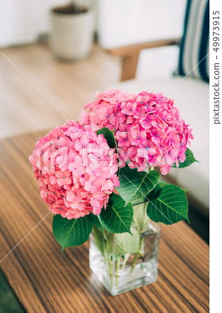 Hydrangea cut flowers 49973915