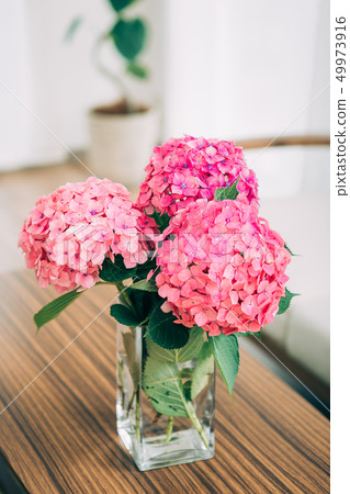 Hydrangea cut flowers 49973916