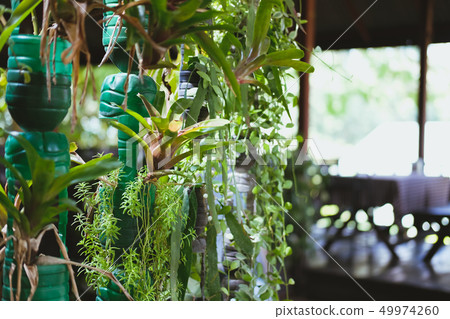 plant growing in recycled plastic bottle. vertical garden made by recycling container 49974260