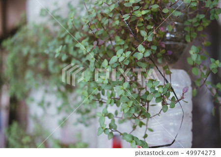plant growing in recycled plastic bottle. vertical garden made by recycling container plant growing in recycled plastic bottle. vertical garden made by recycling container 49974273