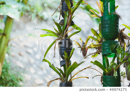plant growing in recycled plastic bottle. vertical garden made by recycling container plant growing in recycled plastic bottle. vertical garden made by recycling container 49974275